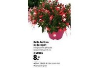 bella fuchsia in decopot