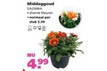 middaggoud gazania