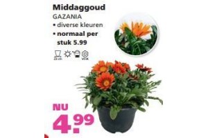 middaggoud gazania