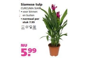 siamese tulp