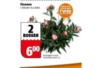 pioenen
