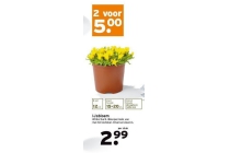 ijsbloem