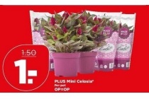 plus mini celosia