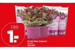 plus mini celosia