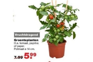 groenteplanten