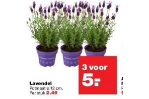 lavendel