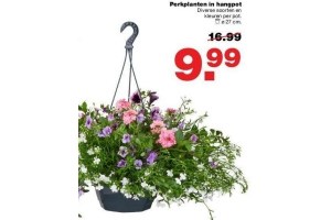 perkplanten in hangpot