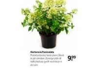 hortensia paniculata