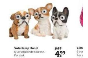 solarlamp hond