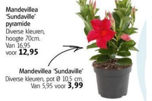 mandevillea sundaville