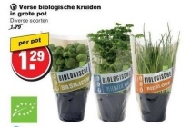 verse biologische kruiden in grote pot