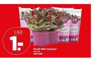 plus mini celosia