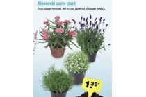 bloeiende vaste plant