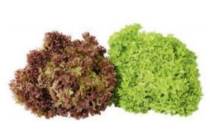 lollo rosso of lollo bionda