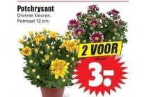 potchrysant