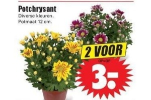 potchrysant