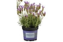 lavendel