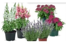plantenmix