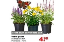 vaste plant