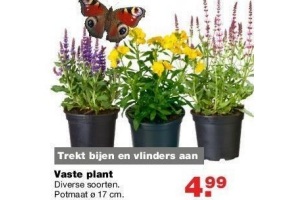 vaste plant