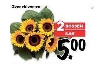 zonnebloemen