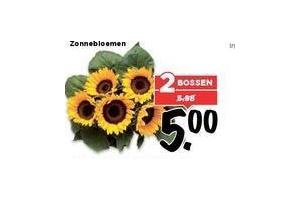 zonnebloemen