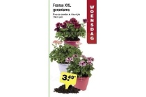 franse xxl geraniums