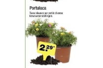 portulaca