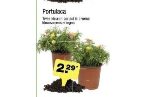 portulaca