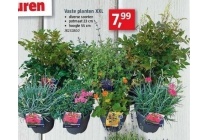 vaste planten xxl