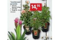 licentierozen pyramide