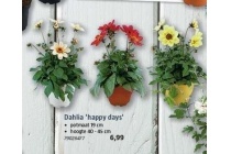 dahlia happy days