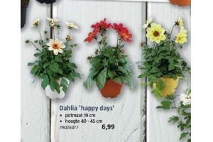 dahlia happy days
