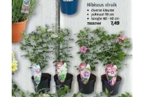 hibiscus struik