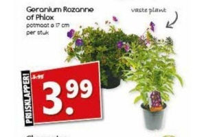 geranium rozanne of phlox
