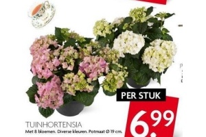 tuinhortensia