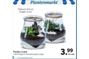 plantjes in glas