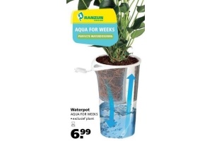 waterpot aqua for weeks