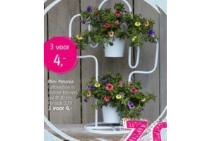 mini petunia nu 3 voor eur4