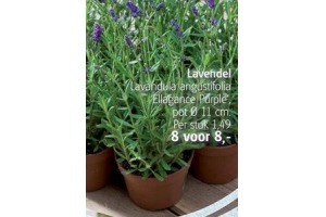 lavendel