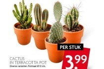 cactus in terracotta pot