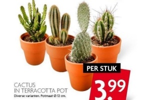 cactus in terracotta pot