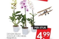 dendrobium sanouk orchidee