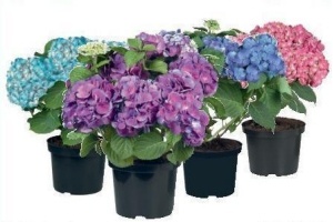 tuinhortensia