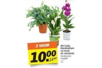 ah calla dendrobium sa nook en varenmix