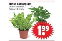 frisse kamerplant