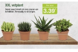 xxl vetplant