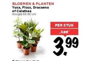 diverse bloemen en planten