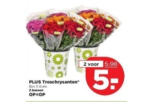 plus troschrysanten