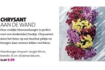 wandhanger chrysant